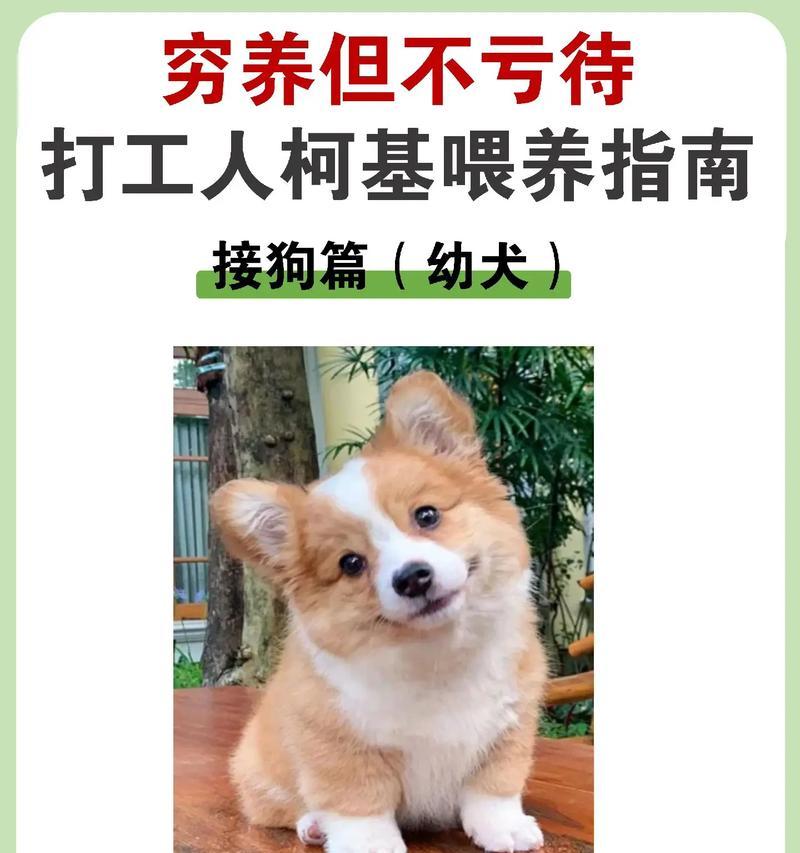 柯基犬市场价格调查（了解柯基的价格趋势和因素）(图3)