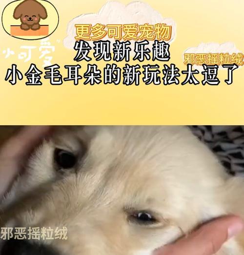 金毛耳朵清洗的频率与方法（金毛耳朵保健指南，关爱你的金毛宝贝）(图2)