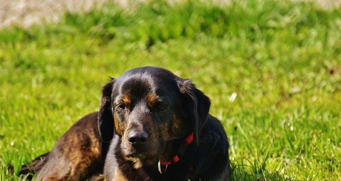 如何科学合理地给蝴蝶犬洗澡？（蝴蝶犬洗澡