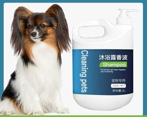 如何科学合理地给蝴蝶犬洗澡?(蝴蝶犬洗澡的频率和注意事项)(图3) 如何科学合理地给蝴蝶犬洗澡?(蝴蝶犬洗澡的频率和注意事项)(图3)