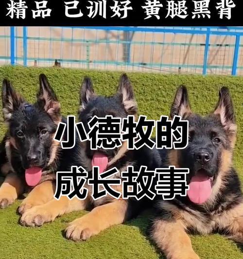 小德牧退毛有关知识解析（探索小德牧脱毛过程及持续时间）(图3)