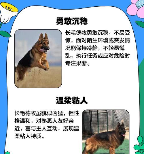 小德牧退毛有关知识解析（探索小德牧脱毛过程及持续时间）(图2)