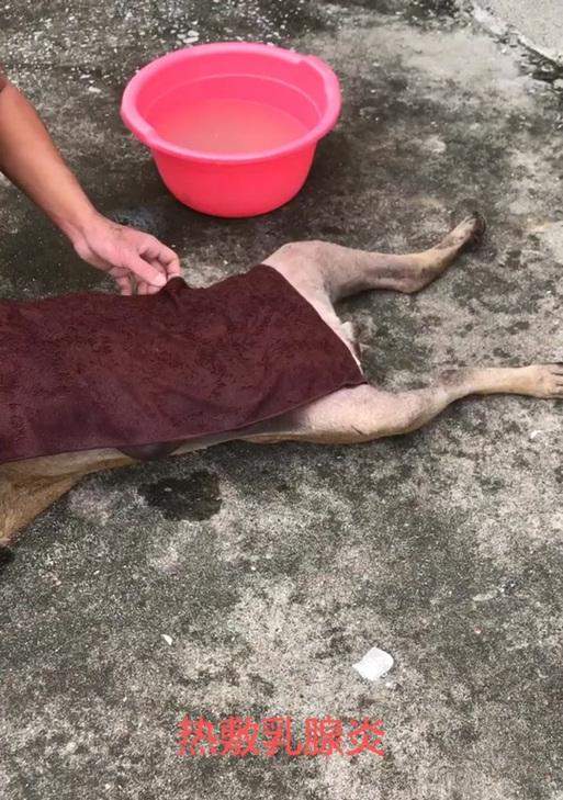 狗产后乳腺炎的症状及处理方法(了解狗产后乳腺炎的常见症状,保护母狗健康!)(图2) 狗产后乳腺炎的症状及处理方法(了解狗产后乳腺炎的常见症状,保护母狗健康!)(图2)