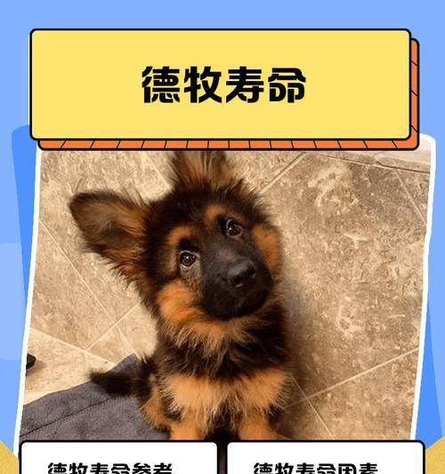 小德牧退毛有关知识解析（探索小德牧脱毛过