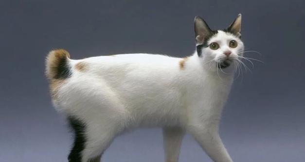 不同品种的宠物你了解多少？（探索世界上最受欢迎的宠物品种，你可能会惊讶！）(图3)