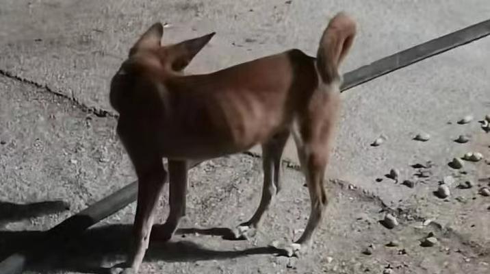 为何狗狗总是喜欢在地上打滚?(探究狗狗打滚的原因与可能的健康问题。)(图3) 为何狗狗总是喜欢在地上打滚?(探究狗狗打滚的原因与可能的健康问题。)(图3)