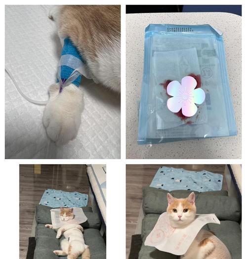 母猫绝育后的恢复时间及注意事项（详解母猫绝育术后恢复时程和必要护理措施）(图1)