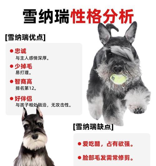 雪纳瑞的毛发换毛周期及护理（了解雪纳瑞的