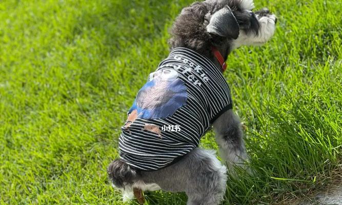 雪纳瑞的毛发换毛周期及护理(了解雪纳瑞的换毛周期,做好适时的毛发护理)(图3) 雪纳瑞的毛发换毛周期及护理(了解雪纳瑞的换毛周期,做好适时的毛发护理)(图3)