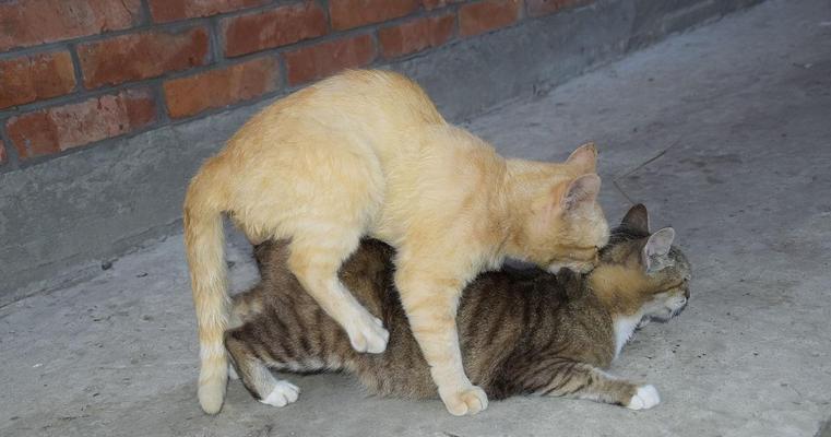 选择适合抓老鼠的猫咪（猫咪品种及特性介绍，优选抓老鼠的猫咪品种和方法）(图2)