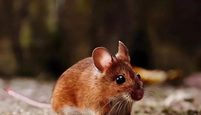 选择适合抓老鼠的猫咪（猫咪品种及特性介绍，优选抓老鼠的猫咪品种和方法）(图1)