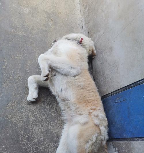 为何狗狗总是喜欢在地上打滚?(探究狗狗打滚的原因与可能的健康问题。)(图2) 为何狗狗总是喜欢在地上打滚?(探究狗狗打滚的原因与可能的健康问题。)(图2)