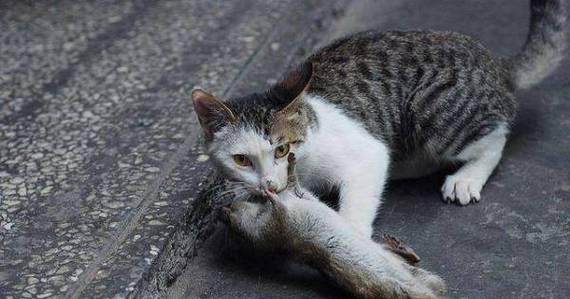 选择适合抓老鼠的猫咪（猫咪品种及特性介绍，优选抓老鼠的猫咪品种和方法）(图3)
