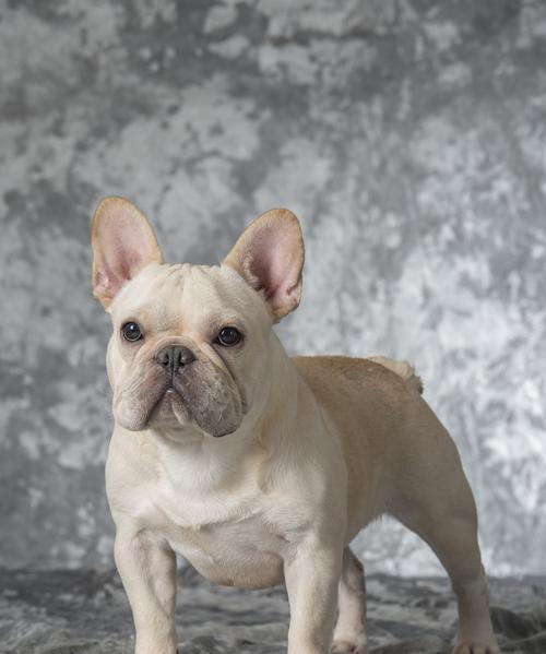 以泰迪狗和猫养一块好吗?(探索泰迪狗与猫共处的和谐之道)(图3) 以泰迪狗和猫养一块好吗?(探索泰迪狗与猫共处的和谐之道)(图3)