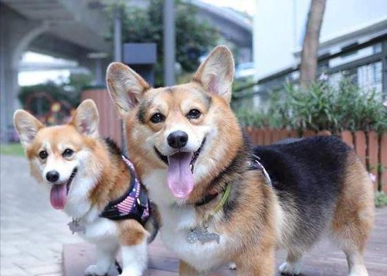 以泰迪狗和猫养一块好吗?(探索泰迪狗与猫共处的和谐之道)(图2) 以泰迪狗和猫养一块好吗?(探索泰迪狗与猫共处的和谐之道)(图2)