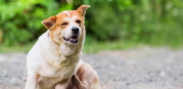 为何狗狗总是喜欢在地上打滚?(探究狗狗打滚的原因与可能的健康问题。)(图1) 为何狗狗总是喜欢在地上打滚?(探究狗狗打滚的原因与可能的健康问题。)(图1)