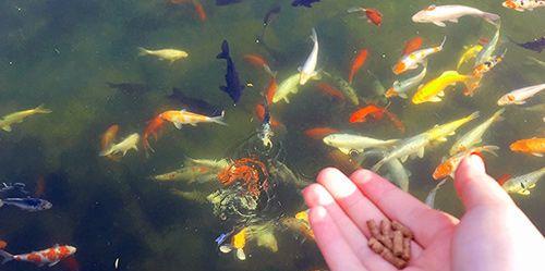 鱼缸养鱼的正确饲养方法（以什么食物为主要饲料？）(图2)