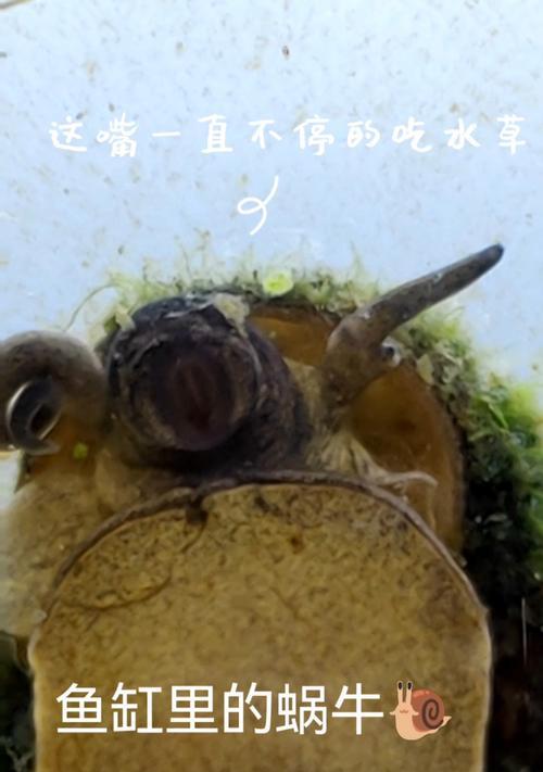 鱼缸养鱼的正确饲养方法（以什么食物为主要饲料？）(图3)