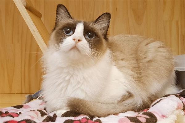 怎么判断猫咪流产了？(图2)