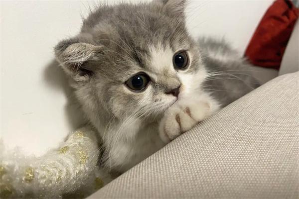 流浪猫蹭你代表什么?(图2) 流浪猫蹭你代表什么?(图2)