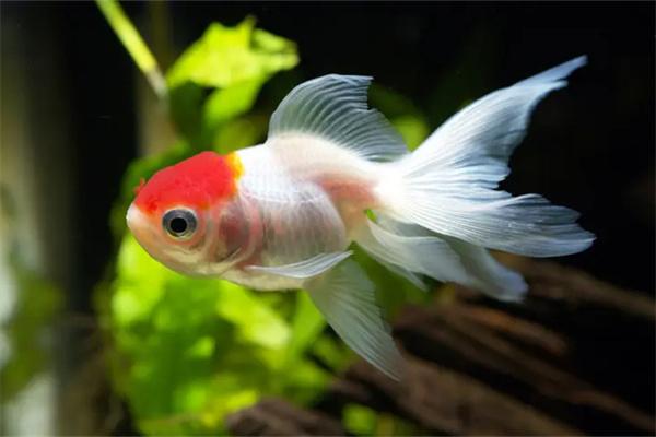 小金鱼和孔雀鱼能混养吗?(图1) 小金鱼和孔雀鱼能混养吗?(图1)