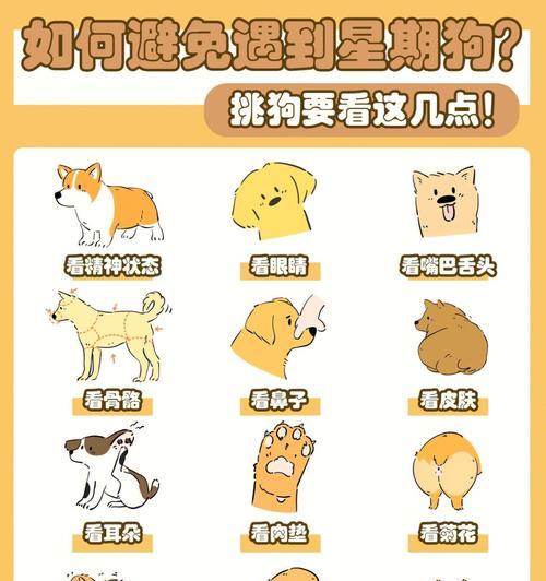 星期狗（探寻星期狗的来源与特征）(图1)