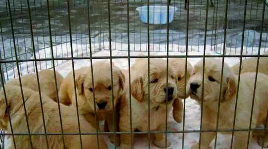 星期狗（探寻星期狗的来源与特征）(图2)