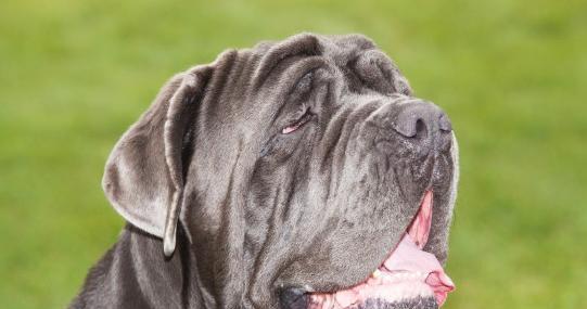 探索狗类纵向皱纹之谜（揭开纵向皱纹狗种的神秘面纱）(图2)