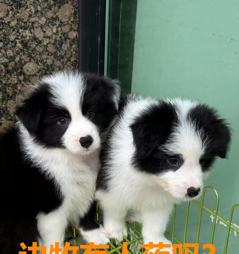 边牧幼犬进食后多久拉?(了解幼犬饮食规律,掌握适宜便便时间)(图2) 边牧幼犬进食后多久拉?(了解幼犬饮食规律,掌握适宜便便时间)(图2)