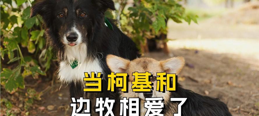 边牧幼犬进食后多久拉?(了解幼犬饮食规律,掌握适宜便便时间)(图1) 边牧幼犬进食后多久拉?(了解幼犬饮食规律,掌握适宜便便时间)(图1)