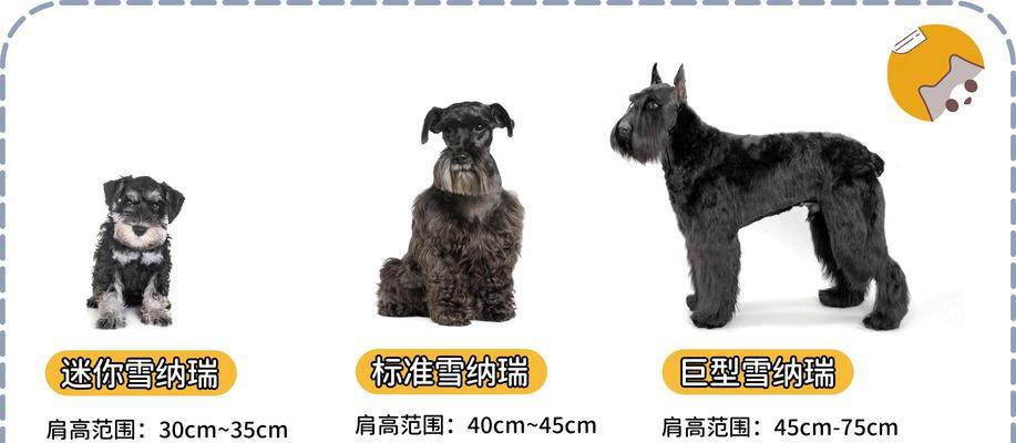 迷你型雪纳瑞犬的寿命及关键因素（探究迷你型雪纳瑞犬的预期寿命和影响因素）(图1)