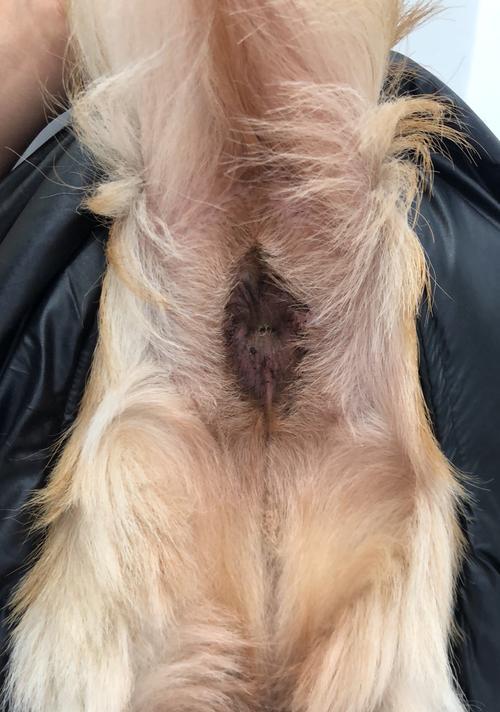 为什么狗狗洗澡了还是感觉臭臭的?(肛门腺问题可能是原因)(图1) 为什么狗狗洗澡了还是感觉臭臭的?(肛门腺问题可能是原因)(图1)