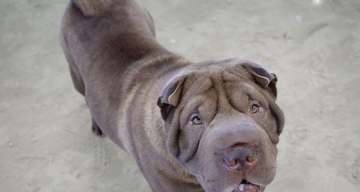 探索狗类纵向皱纹之谜（揭开纵向皱纹狗种的神秘面纱）(图1)