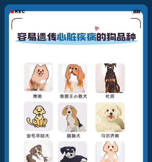 狗得了心脏病能活多久？（探索犬心脏病的寿命和管理方法）(图3)