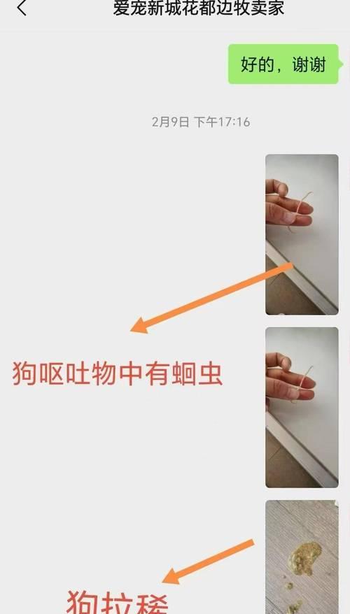 边牧幼犬进食后多久拉?(了解幼犬饮食规律,掌握适宜便便时间)(图3) 边牧幼犬进食后多久拉?(了解幼犬饮食规律,掌握适宜便便时间)(图3)