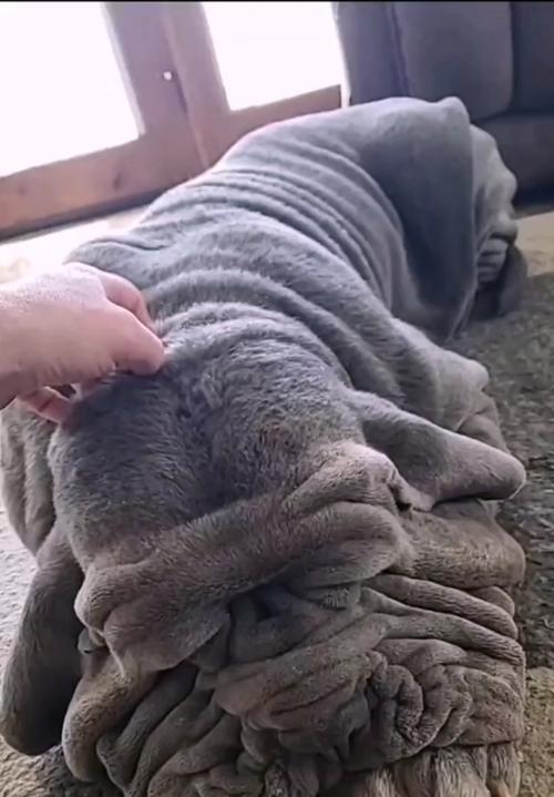 探索狗类纵向皱纹之谜（揭开纵向皱纹狗种的神秘面纱）(图3)