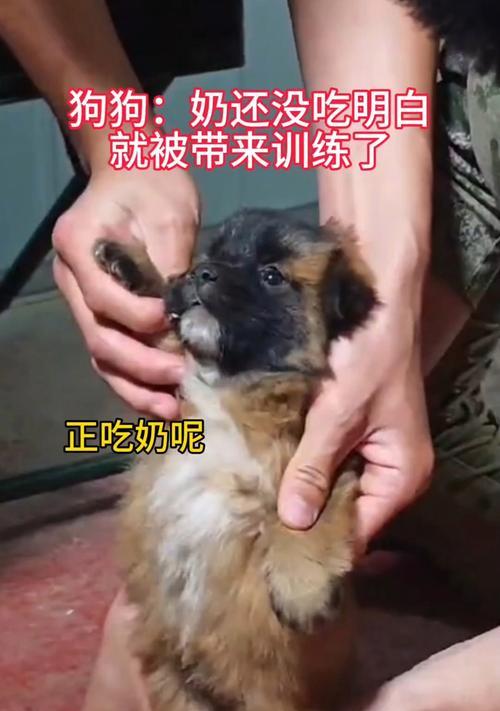 小狗喂奶的时间间隔是多久?(照顾小狗健康成长的关键)(图3) 小狗喂奶的时间间隔是多久?(照顾小狗健康成长的关键)(图3)