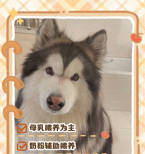 小狗喂奶的时间间隔是多久?(照顾小狗健康成长的关键)(图1) 小狗喂奶的时间间隔是多久?(照顾小狗健康成长的关键)(图1)