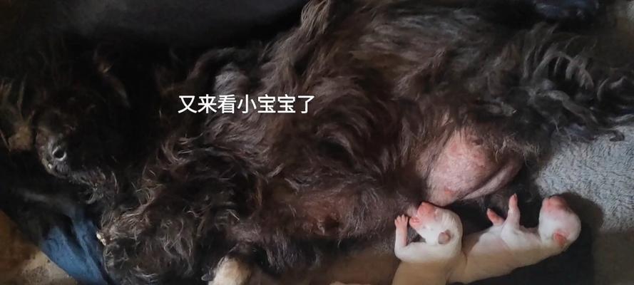 小狗喂奶的时间间隔是多久?(照顾小狗健康成长的关键)(图2) 小狗喂奶的时间间隔是多久?(照顾小狗健康成长的关键)(图2)