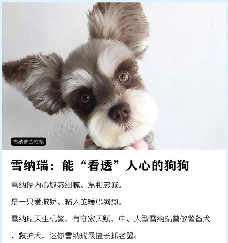 迷你型雪纳瑞犬的寿命及关键因素（探究迷你型雪纳瑞犬的预期寿命和影响因素）(图2)