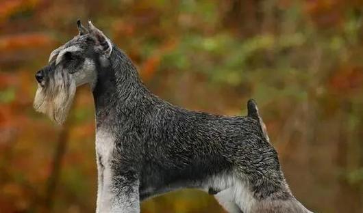迷你型雪纳瑞犬的寿命及关键因素（探究迷你型雪纳瑞犬的预期寿命和影响因素）(图3)
