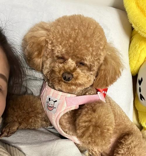 狗得了心脏病能活多久？（探索犬心脏病的寿命和管理方法）(图2)