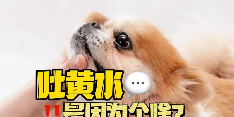 揭秘狗狗嘴巴莫名起泡沫的原因(狗狗嘴巴起泡沫的危害及预防方法)(图1) 揭秘狗狗嘴巴莫名起泡沫的原因(狗狗嘴巴起泡沫的危害及预防方法)(图1)