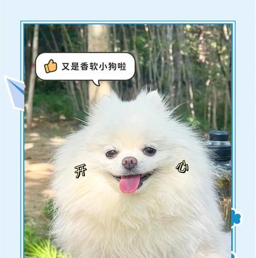 揭秘狗狗嘴巴莫名起泡沫的原因(狗狗嘴巴起泡沫的危害及预防方法)(图2) 揭秘狗狗嘴巴莫名起泡沫的原因(狗狗嘴巴起泡沫的危害及预防方法)(图2)