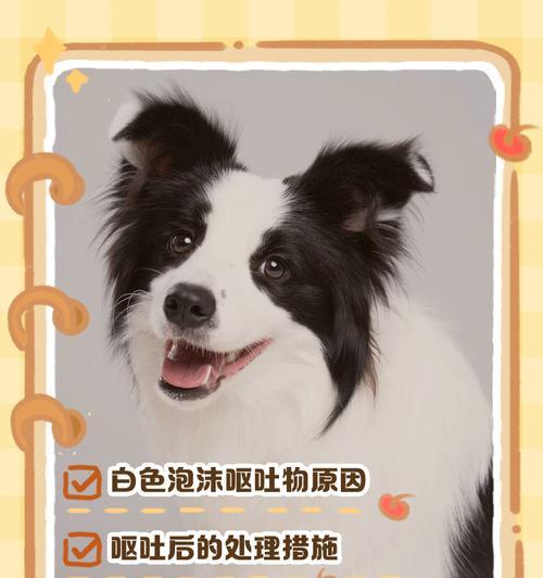 揭秘狗狗嘴巴莫名起泡沫的原因(狗狗嘴巴起泡沫的危害及预防方法)(图3) 揭秘狗狗嘴巴莫名起泡沫的原因(狗狗嘴巴起泡沫的危害及预防方法)(图3)