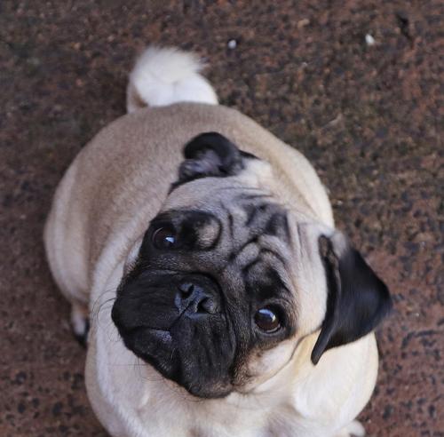 揭秘以巴哥幼犬的价格与影响因素（以巴哥幼犬价格的关键因素及市场行情分析）(图3)