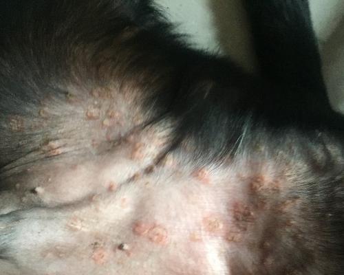 拉布拉多的常见皮肤病及防治方法（了解拉布拉多的皮肤问题，为它们提供全面护理）(图1)