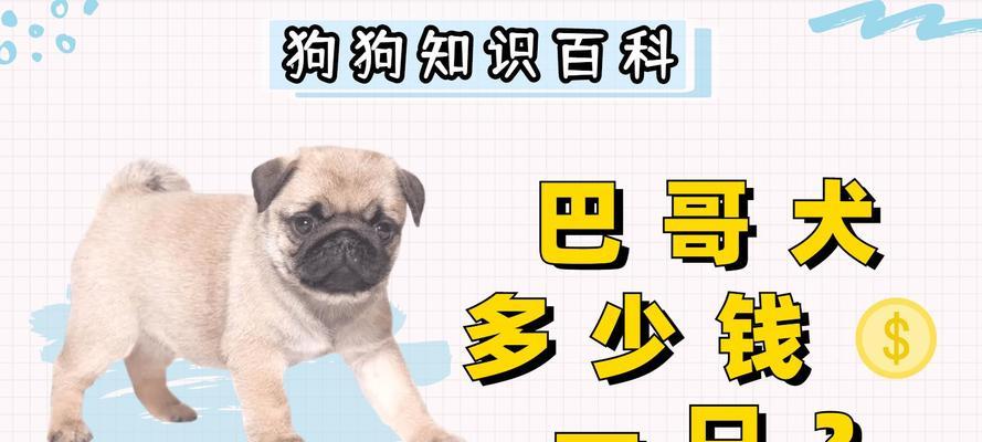 揭秘以巴哥幼犬的价格与影响因素（以巴哥幼犬价格的关键因素及市场行情分析）(图2)