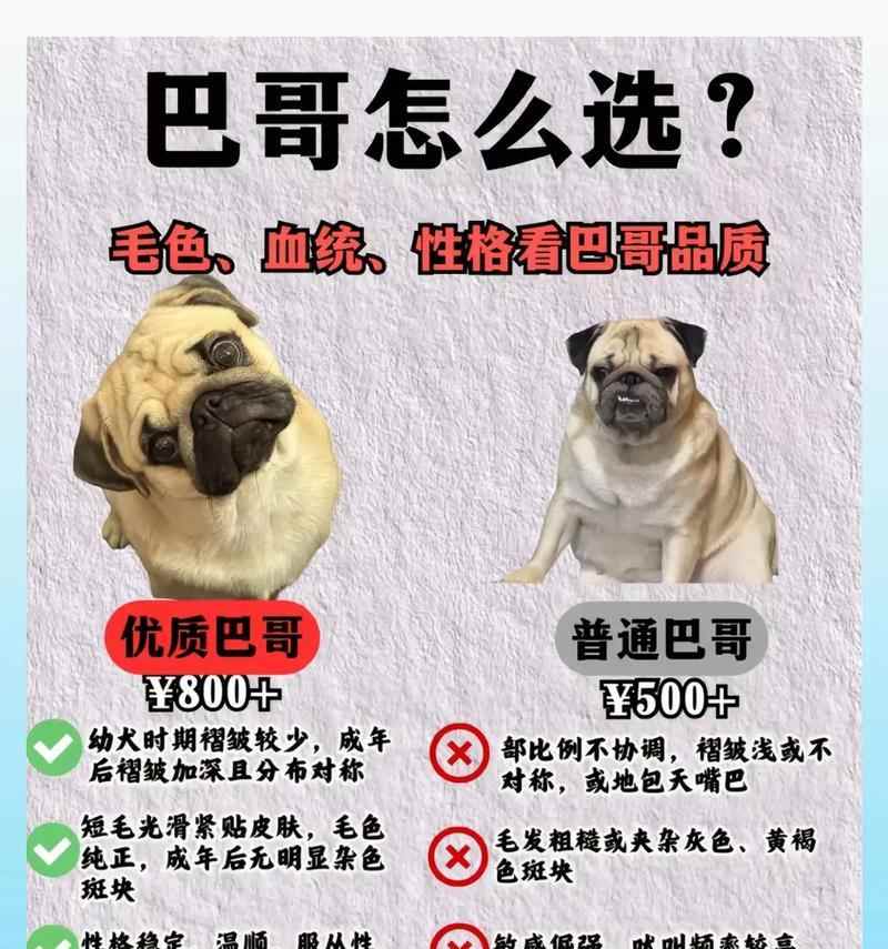 揭秘以巴哥幼犬的价格与影响因素（以巴哥幼犬价格的关键因素及市场行情分析）(图1)