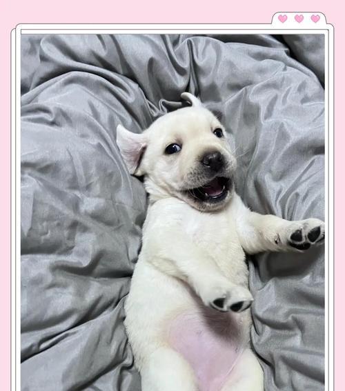 拉布拉多的常见皮肤病及防治方法（了解拉布拉多的皮肤问题，为它们提供全面护理）(图2)